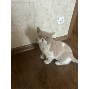 Саймон — стикер для MAX