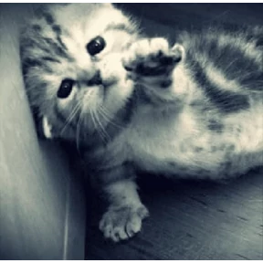 ляля — стикер для MAX