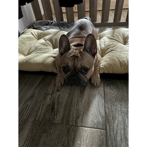 Маё — стикер для MAX