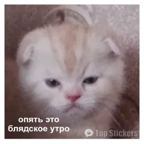 Орери — стикер для MAX
