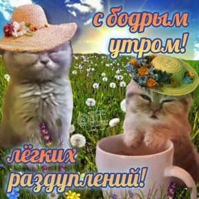 спороч кароч! — стикер для MAX