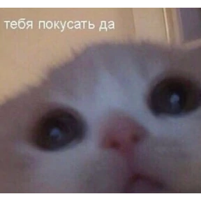 Котики — стикер для MAX