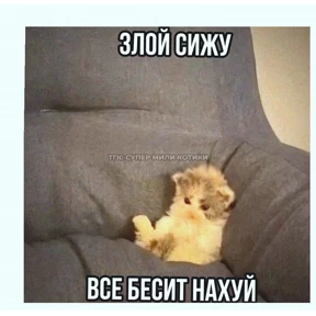 Котики — стикер для MAX