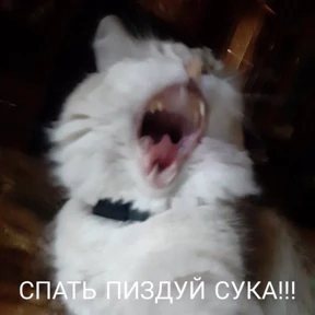 Кошаки — стикер для MAX