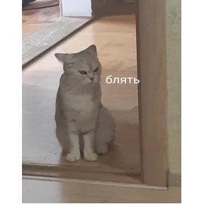 Кошаки — стикер для MAX