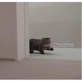 Кошаки — стикер для MAX