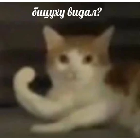 Кошаки — стикер для MAX