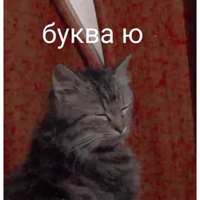 Кошаки — стикер для MAX