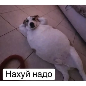 Ситуация — стикер для MAX