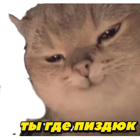 Животные — стикер для MAX