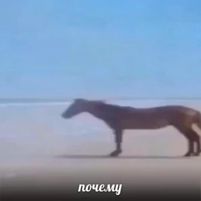 Эдуарду — стикер для MAX