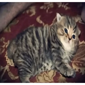 ФАТАЖАБЫ — стикер для MAX