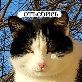 Мой набор стикеров — стикер для MAX