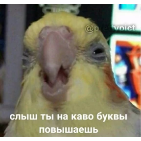 Меми — стикер для MAX