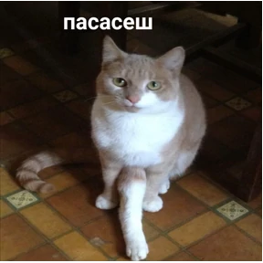 Меми — стикер для MAX