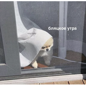 джупсики — стикер для MAX
