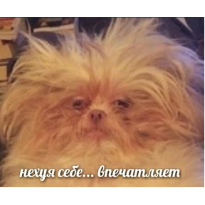 джупсики — стикер для MAX
