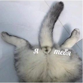Moviki — стикер для MAX