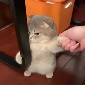 Кусь — стикер для MAX