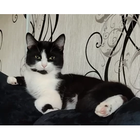 Броня — стикер для MAX