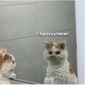 Кусь — стикер для MAX