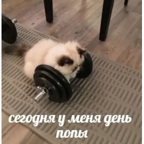 Кусь — стикер для MAX