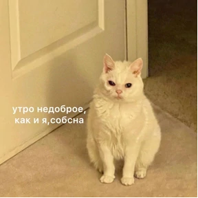 Кусь — стикер для MAX