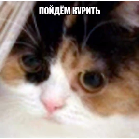 Котики — стикер для MAX