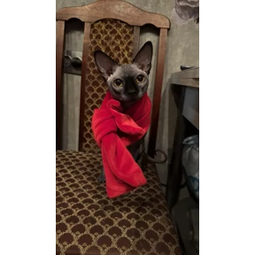 Мои — стикер для MAX