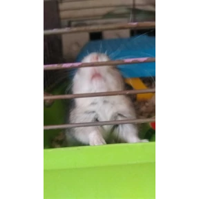 Смусяка — стикер для MAX