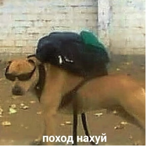 База 126 — стикер для MAX