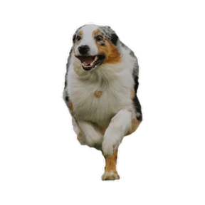 Нейт — стикер для MAX