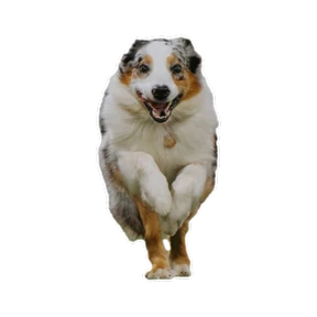Нейт — стикер для MAX