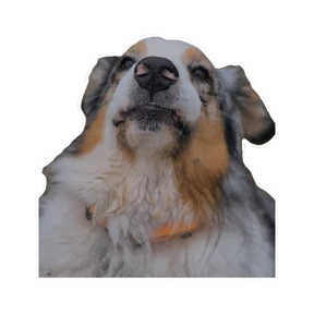 Нейт — стикер для MAX