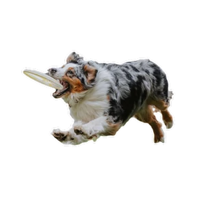 Нейт — стикер для MAX