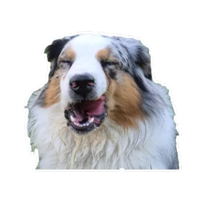 Нейт — стикер для MAX