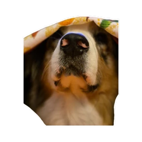 Нейт — стикер для MAX