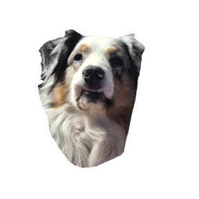 Нейт — стикер для MAX