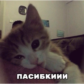 Разнообразие — стикер для MAX