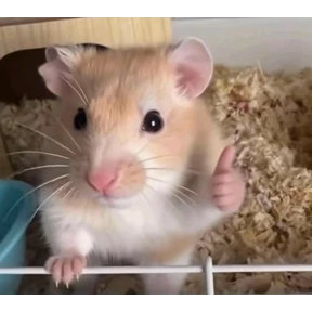 Мяу — стикер для MAX