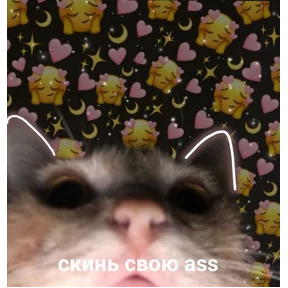 Мяу — стикер для MAX