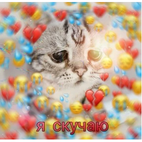Мяу — стикер для MAX