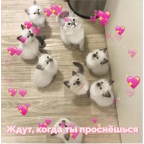 Мяу — стикер для MAX