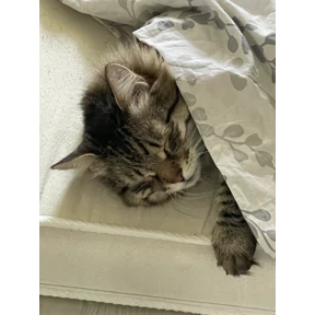 Федя — стикер для MAX