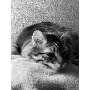 Федя — стикер для MAX