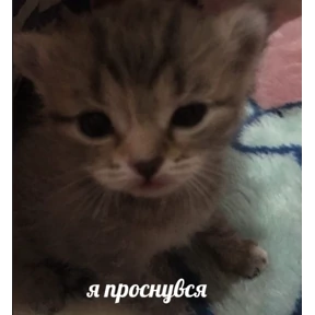 Мяу — стикер для MAX
