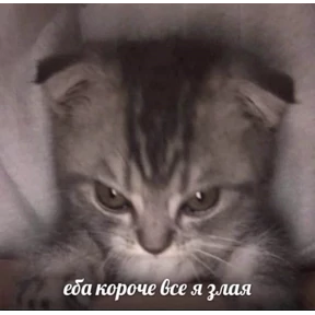 Мяу — стикер для MAX