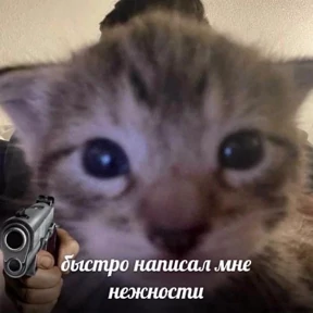 Мяу — стикер для MAX