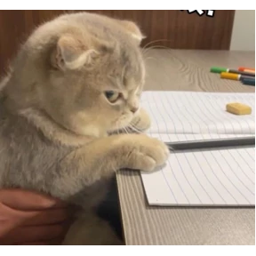 Мяу — стикер для MAX