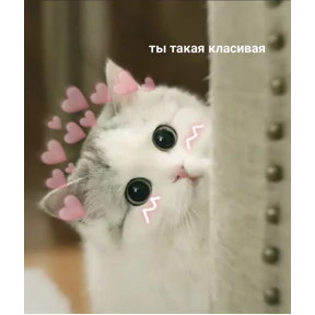 Мяу — стикер для MAX